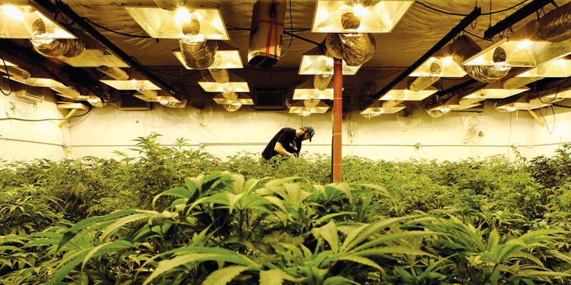 Marijuana Growers