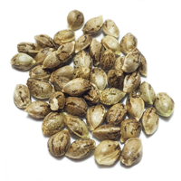 Feminzed Marijuana Seeds