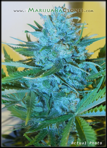 Blue Dream