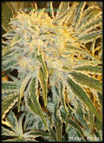 White Widow