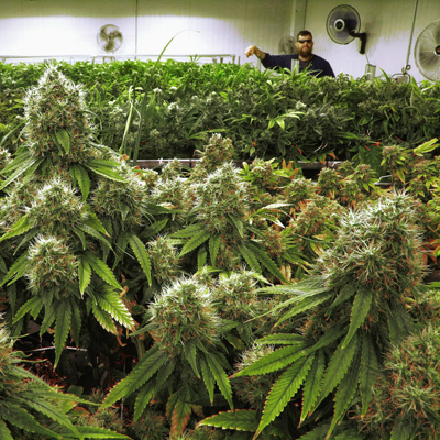 marijuana growers