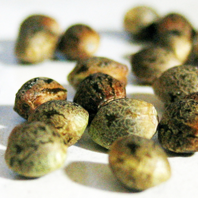 Garland marijuana seeds